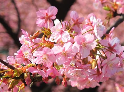 Hermosa rosa sakura en plena floración Foto Premium