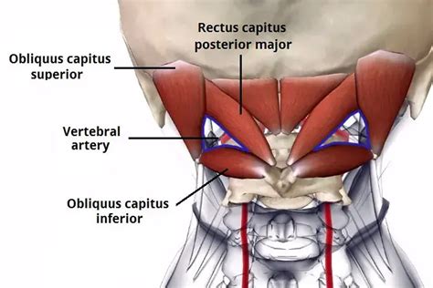 The Ultimate Guide To The Suboccipital Muscles