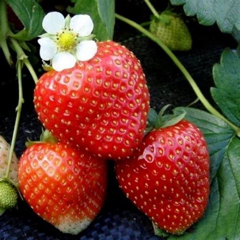 Моя сладкая земляника — лесная и садовая | Strawberry plants ...