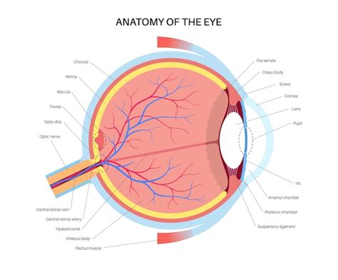 Ooganatomie Structuur Van Het Menselijk Oog Infografiek Uiterlijk