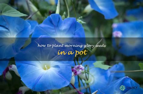 Step By Step Guide To Planting Morning Glory Seeds In A Pot Shuncy