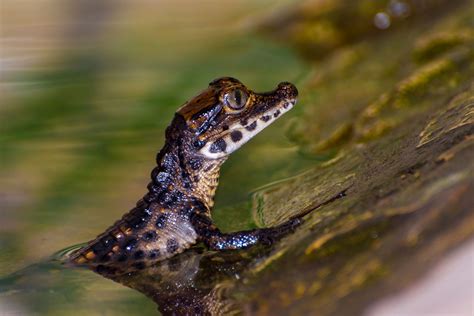 Dwarf crocodile | Size, Habitat, Diet, & Facts | Britannica