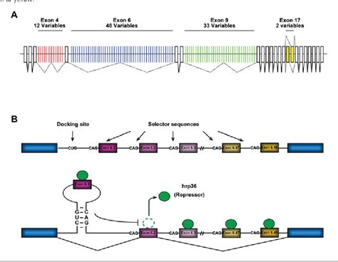 Figure 2 From Mechanisms Of Drosophila Dscam Mutually Exclusive