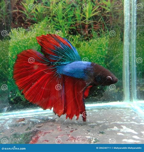 Ikan Cupang Merah Biru Jantan Red Blue Betta Fish Stock Image Image