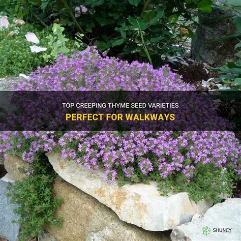 Top Creeping Thyme Seed Varieties Perfect For Walkways ShunCy