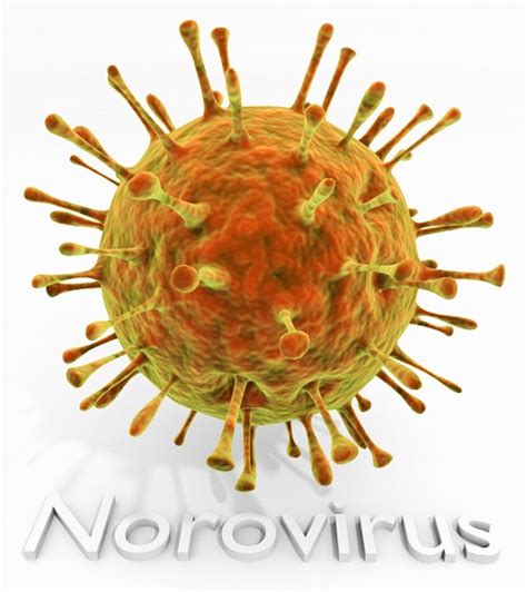 Casos de Salud Qué es el norovirus