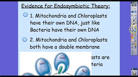 Bio 11/19 Endosymbiosis Notes - YouTube