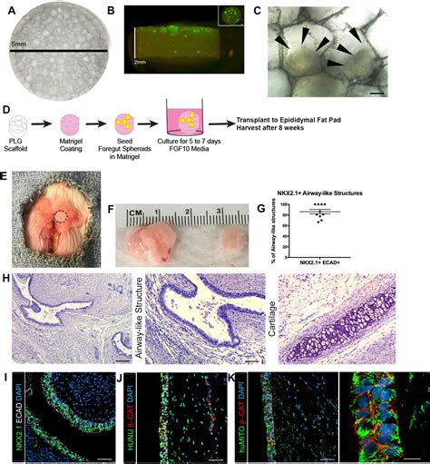 Figures And Data In A Bioengineered Niche Promotes In Vivo Engraftment