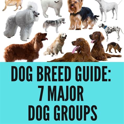 Dog Breed Guide Explore The 7 Major Dog Groups Oxford Pets