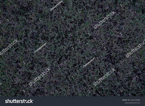 Dark Green Grass Texture Stock Photo 2241516487 | Shutterstock