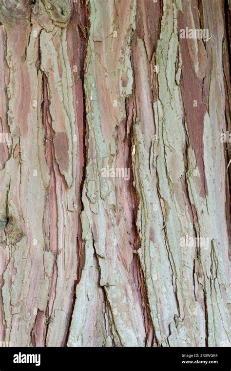 Calocedrus Decurrens Tree Bark Known As The Incense Cedar California