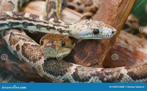 Two Snakes Crawl Along Lying Dry Tree Stick Out Tongue Stock Footage