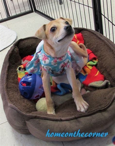 Valley Animal Haven Animal Shelter Volunteer Appreciation – HOME ON THE