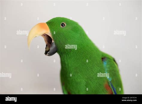 Male Green Eclectus Captive Parrot Eclectus Roratus Yawning With Beak