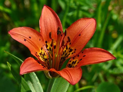 Western Wood Lily There Are So Many Photos On My Hard Driv Flickr