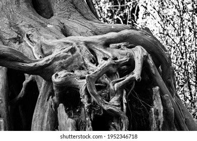 Tree Roots Black White Stock Photo 1952346718 | Shutterstock