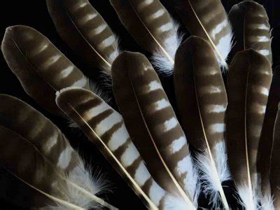 Bird Feather Identification Guide - Waking Up Wild | Waking Up Wild