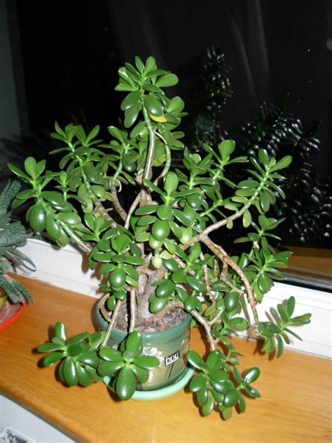 Money Plant Jade Plant Crassula Ovata Our House Plants Crassula Ovata Plantes Jade