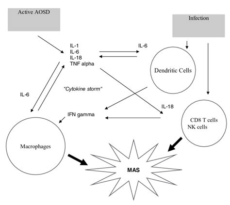 Pathogenic Pathways Leading To The Development Of Macrophage Activation Download Scientific