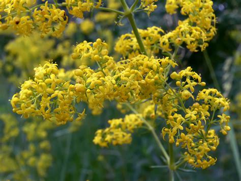 Galium verum - Изображение особи - Плантариум