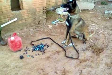 Cão farejador acha droga escondida em garrafa térmica dentro de parede