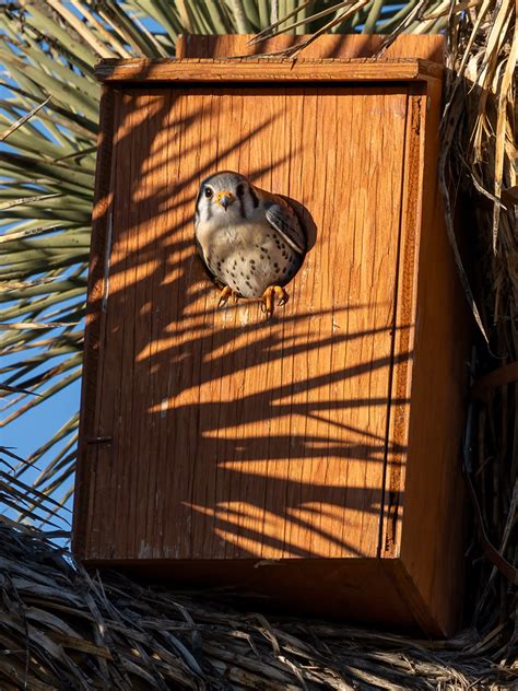 Nestwatch Kestrel Nest Box In Prime Desert Woodlandlancaster Nestwatch