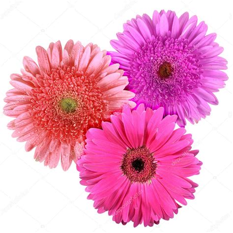 Set Of Three Flowers Isolated On White Background — Stock Photo