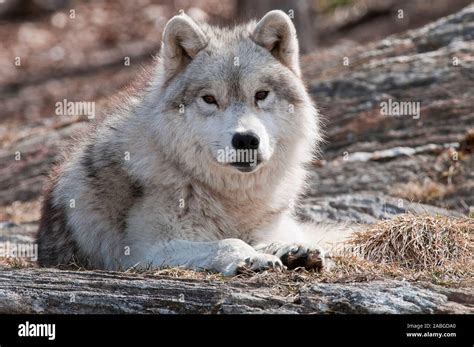 An Arctic Wolf lying down on dry brown grass Stock Photo - Alamy