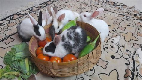 BABY RABBIT DAILY DIET | RABBIT FOOD CHART | RABBIT BABY FEED