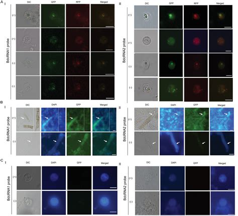 Subcellular Location Of Bdcrnas Fluorescence In Situ Hybridization