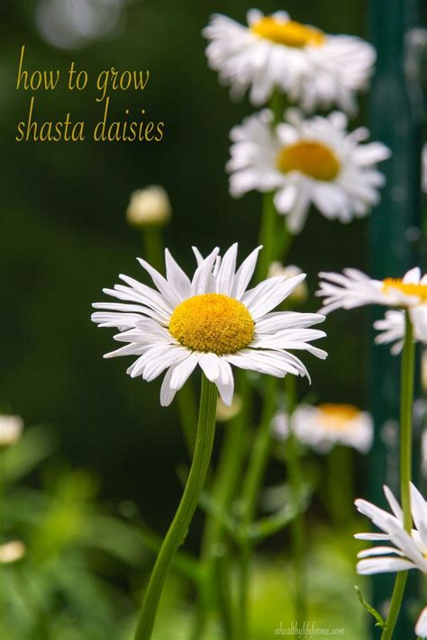 how to grow shasta daisy » A Healthy Life For Me