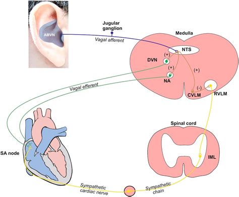 The Strange Case Of The Ear And The Heart The Auricular Vagus Nerve