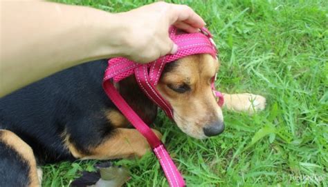 How To Put On A Dog Harness And Ensure A Proper Fit Different Types