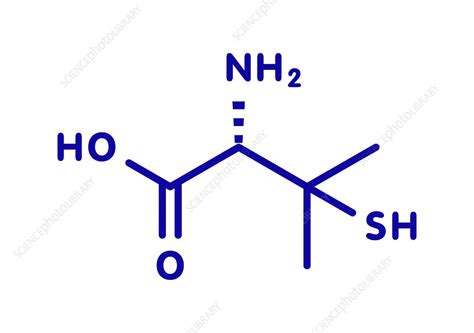 Penicillamine drug molecule, illustration - Stock Image - F028/8294 ...