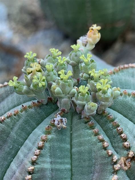 Euphorbia Obesa The Ruth Bancroft Garden Nursery