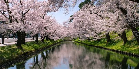 top cherry blossom spots  japan  hanami lovers