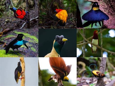 Birds Tour | Trek-Papua