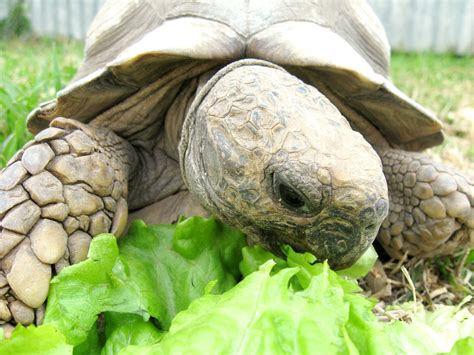 Tortu Comiendo Tortu Comiendo Lechuga Leandro Banchio Flickr