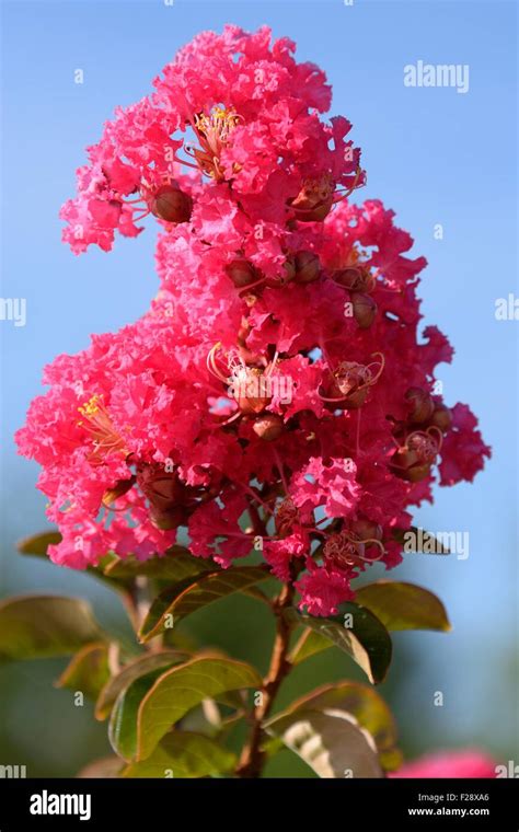 Lagerstroemia speciosa Stock Photo - Alamy