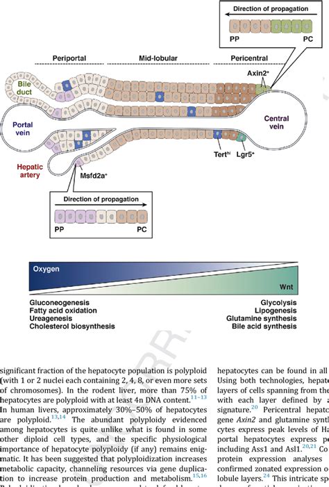 Sources Of Liver Regeneration During Homeostasis Hepatocytes In The Download Scientific