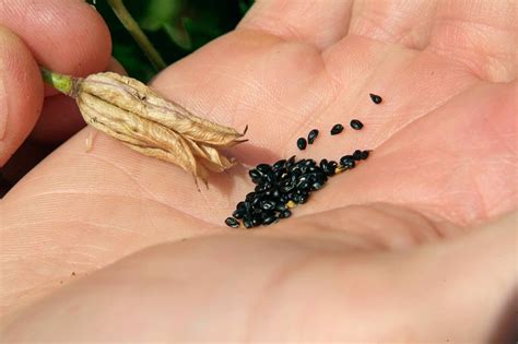 How To Collect Seeds From Hydrangeas A Simple Guide For Home Gardeners