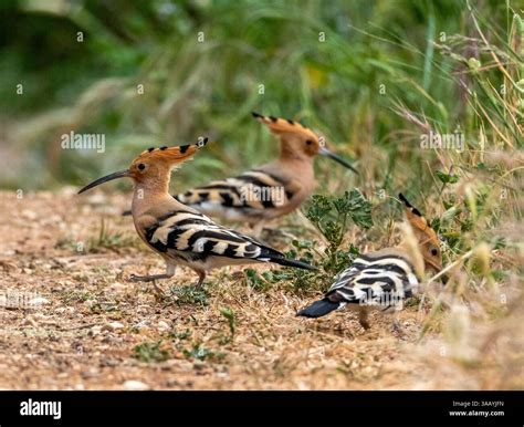 group  eurasian hoopoe upupa epops mandria cyprus stock photo alamy