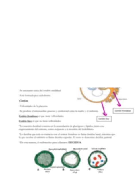 Solution Anexos Embrionarios Studypool