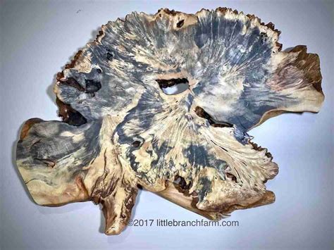 Burl wood slab wall art - Buckeye Burl | Littlebranch Farm