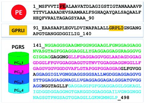 Domain Organization And Sequence Of Pe Pgrs In The Pe Domain The