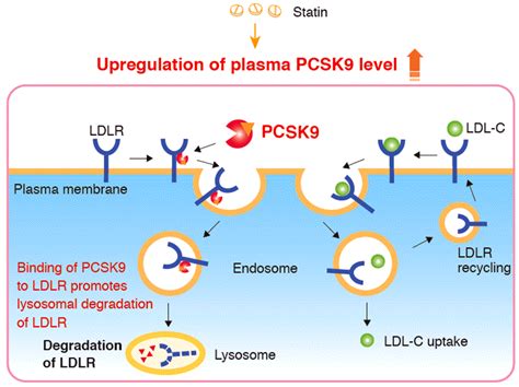 Elevate Your Cholesterol Research How A PCSK9 ELISA Kit Can Help You