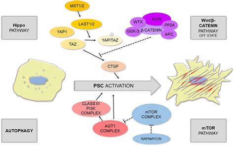 Frontiers Signaling In The Physiology And Pathophysiology Of