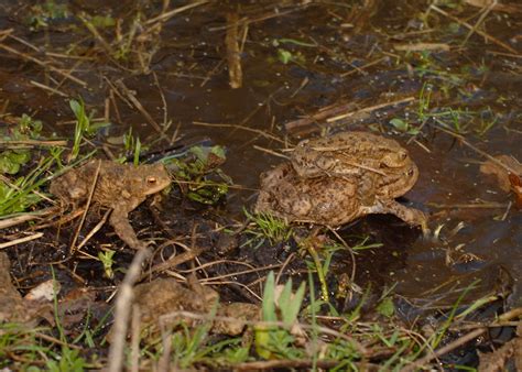 On Patrol With Toad Patrol Conservation In Action Royal Air Force