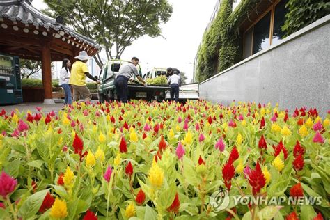 광주 북구 도심 여름꽃 식재 연합뉴스