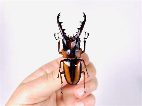 African Stag Beetle Prosopocoilus Savagei Unmonted For Etsy